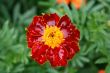 Marigold