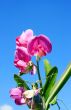 Sweet Pea