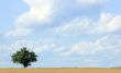 Tree with Clouds