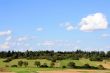 Moorland Forest