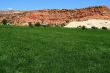 Desert Farm 4