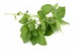 basil leaves on white