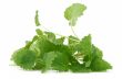 lemon balm on white background