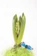 hyacinth