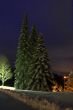 christmas trees