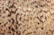 Fish scale background