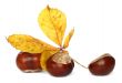 chestnut