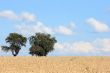Cornfield With Trees