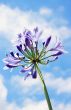Purple Lily