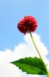Red Dahlia