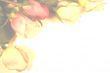 Muted Rose background