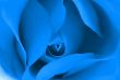 Beautiful Rose
