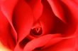 Beautiful Rose