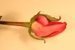 Beautiful Rose