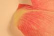 Rose Beauty