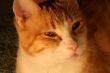 Orange Cat