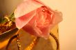 Rose Beauty