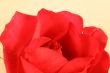 Beautiful Rose