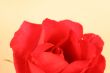 Beautiful Rose
