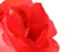 Beautiful Rose