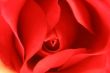 Beautiful Rose