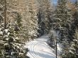 fir-trees in winter