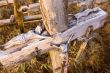 Jesus figures lying on an old cross