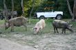 pig and car