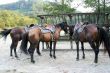 horsecar with saddle