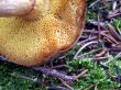 mushroom