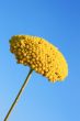 Yellow Flower