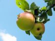 Apples