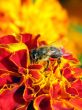 Working Bee
