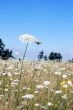 White Yarrow