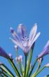 Lily Bloom