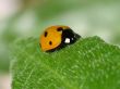 Ladybird