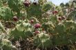 prickly pear cactus fruit