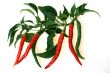 Red and green Hot Chili Peppers