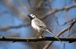 Wagtail close up