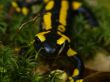 fire salamander