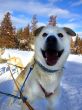 Happy Husky
