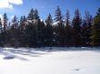 Snowy Forest