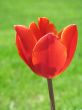Red tulip