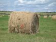 Bales of Hay