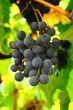 hand of grape