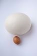 Different Eggs