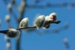 Pussy willow close-up