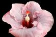 Pink Hibiscus 1