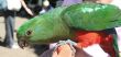 Parrot On Hand