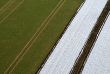 Field From Above